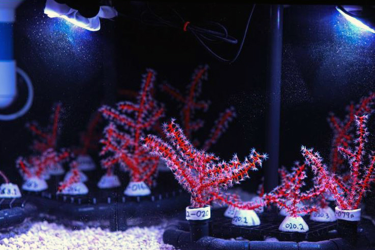 Coral Restoration