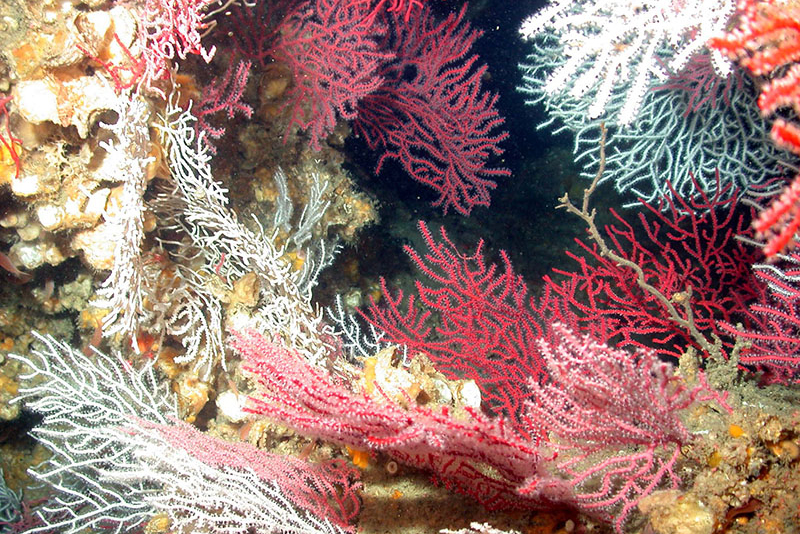 Deep Sea Coral Garden in Florida