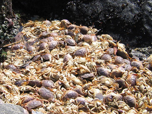 Dead Crabs