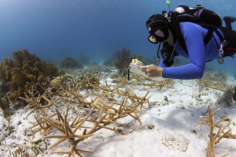 Diver monitoring corals
