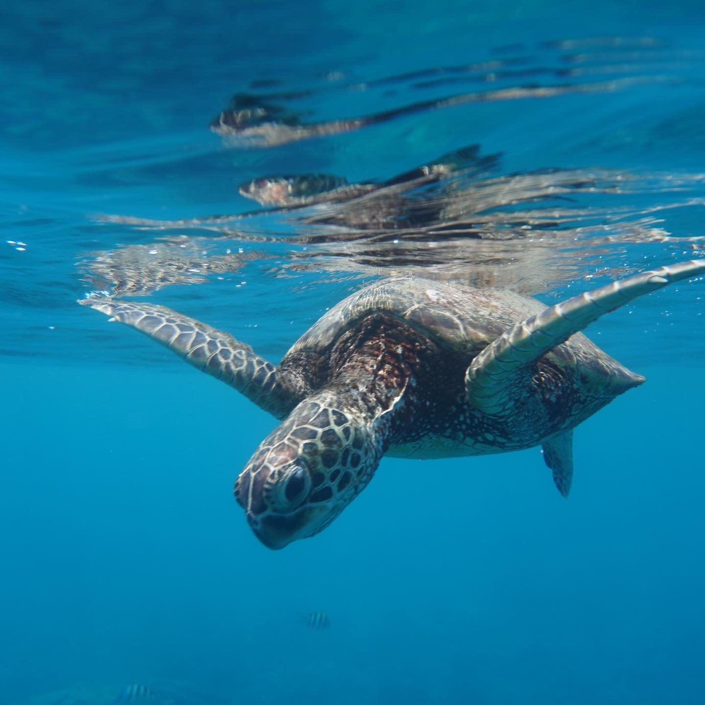 turtle in the ocean