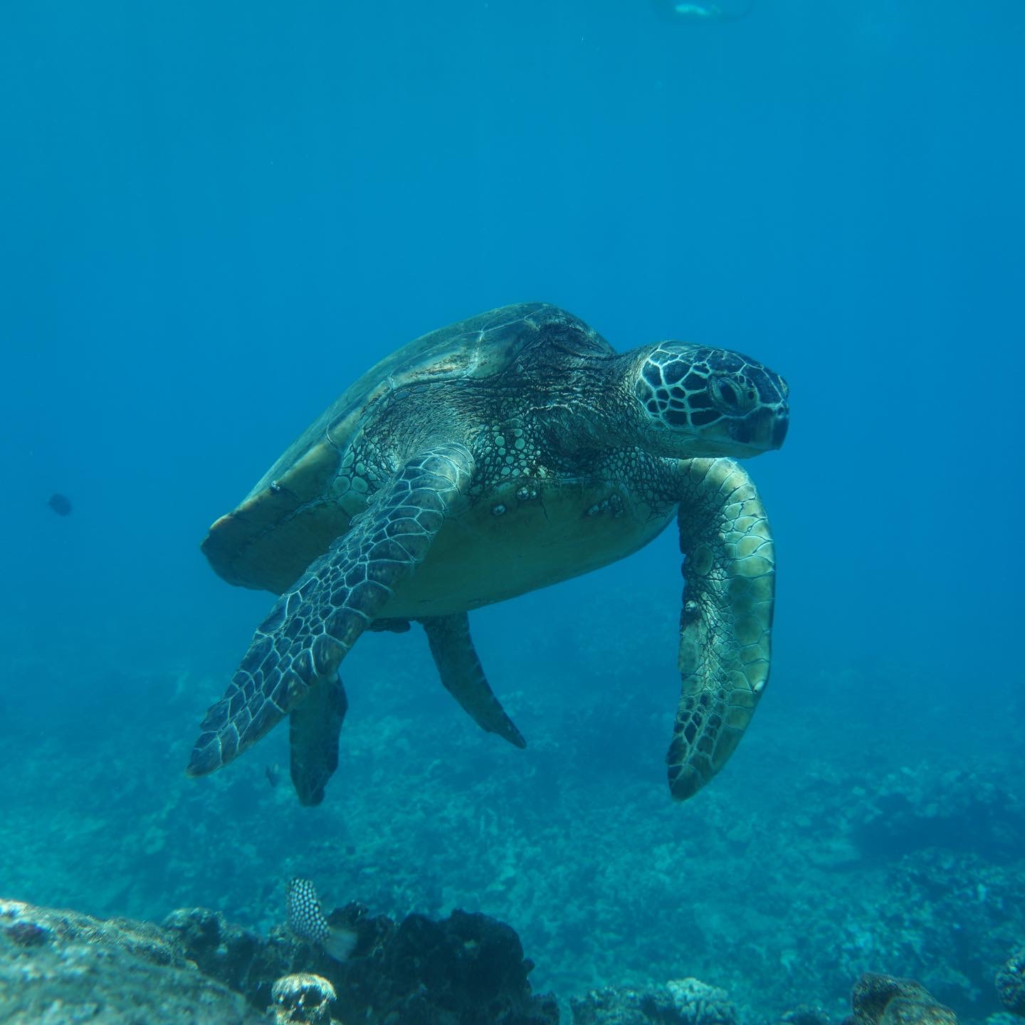 Turtle in the ocean