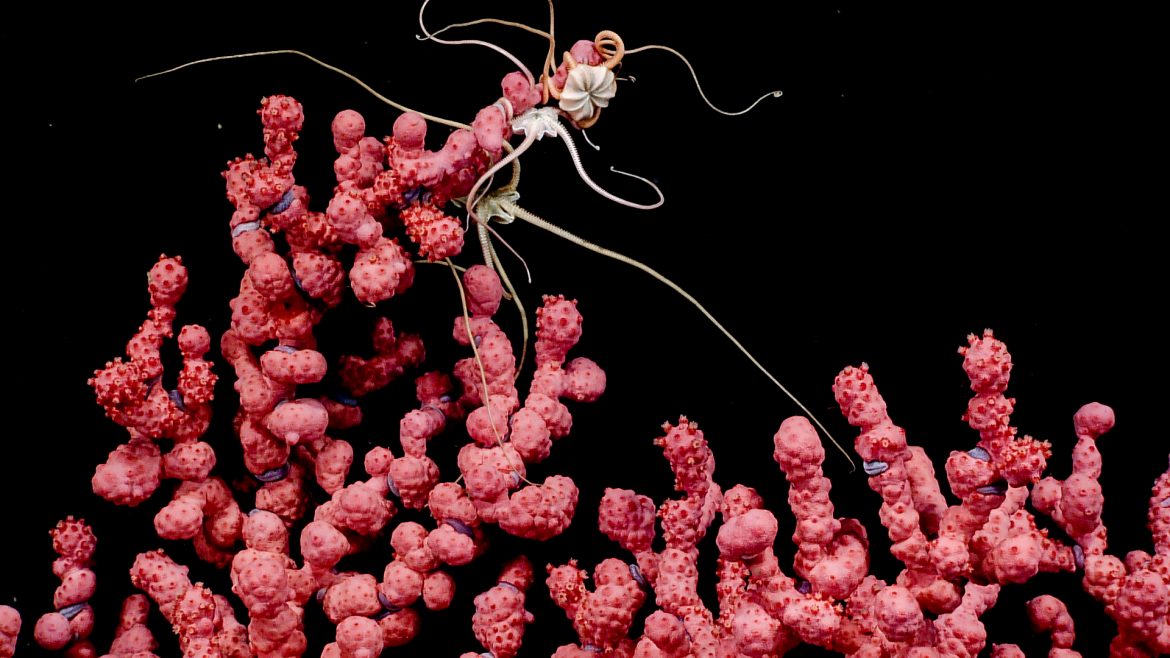 .eDNA being used to study deep-sea environmental data